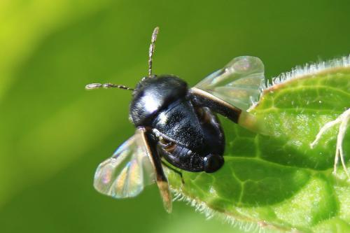 Réf. 282 106 : Legnotus limbosus